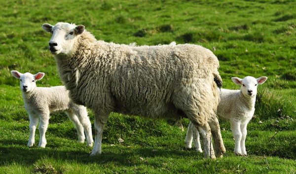 HEFEL Pure Wool Schafschurwolle Unterbett - Matratzenauflage mit Eckgummibändern, 400 g/m², verschiedene Größen – Bild 5