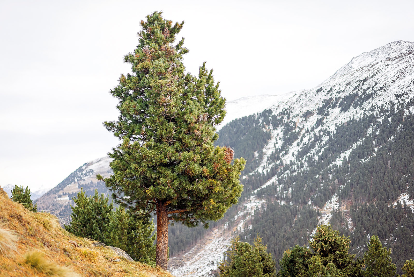 HEFEL Wellness Zirbe Unterbett – Schafschurwolle & Zirbenflocken, 700 g/m² – Verschiedene Größen – Bild 4